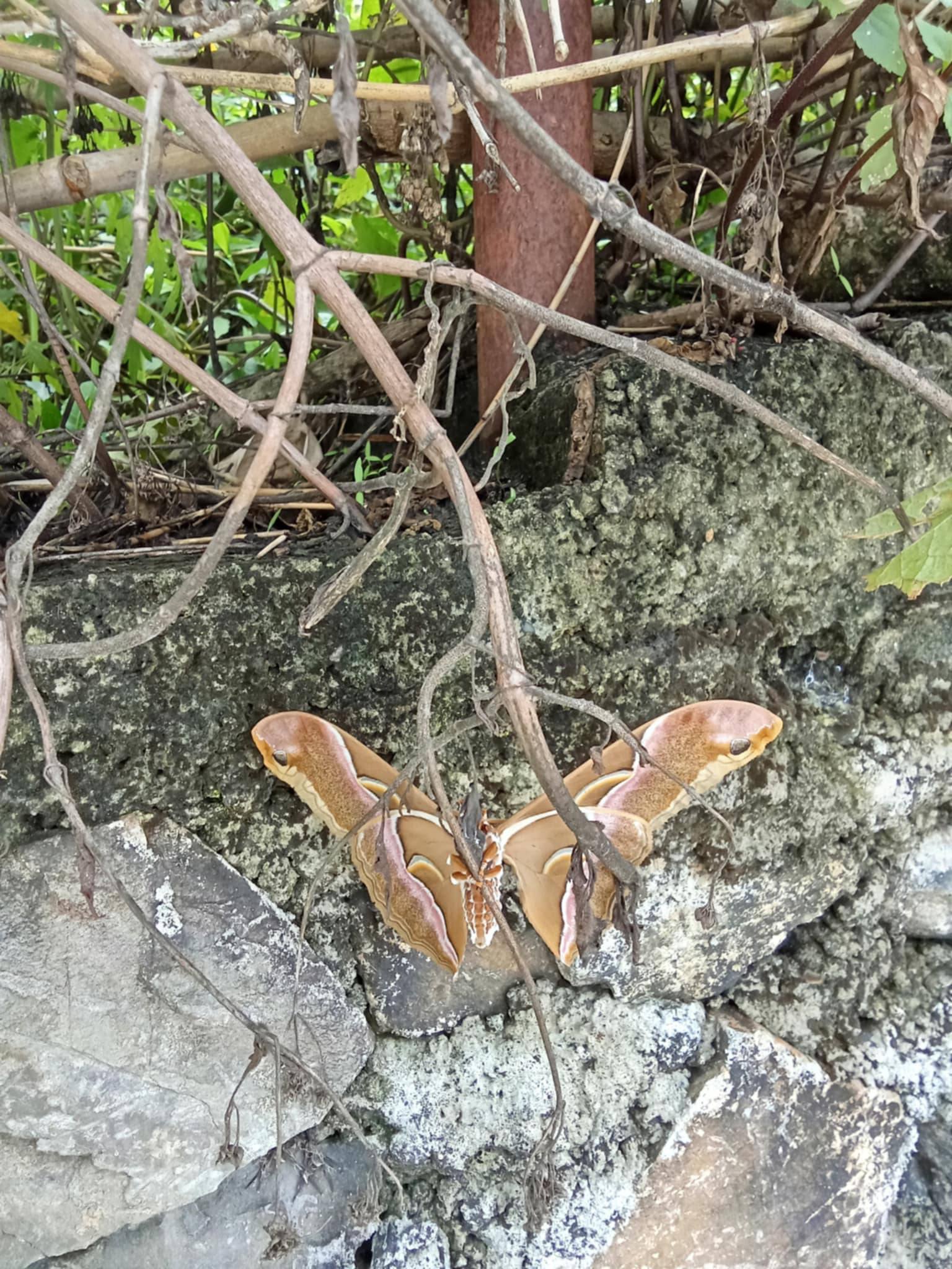 प्रकृति प्रेमी अमर अधिकारीको नजरमा पर्‍यो अनौठो पुतली