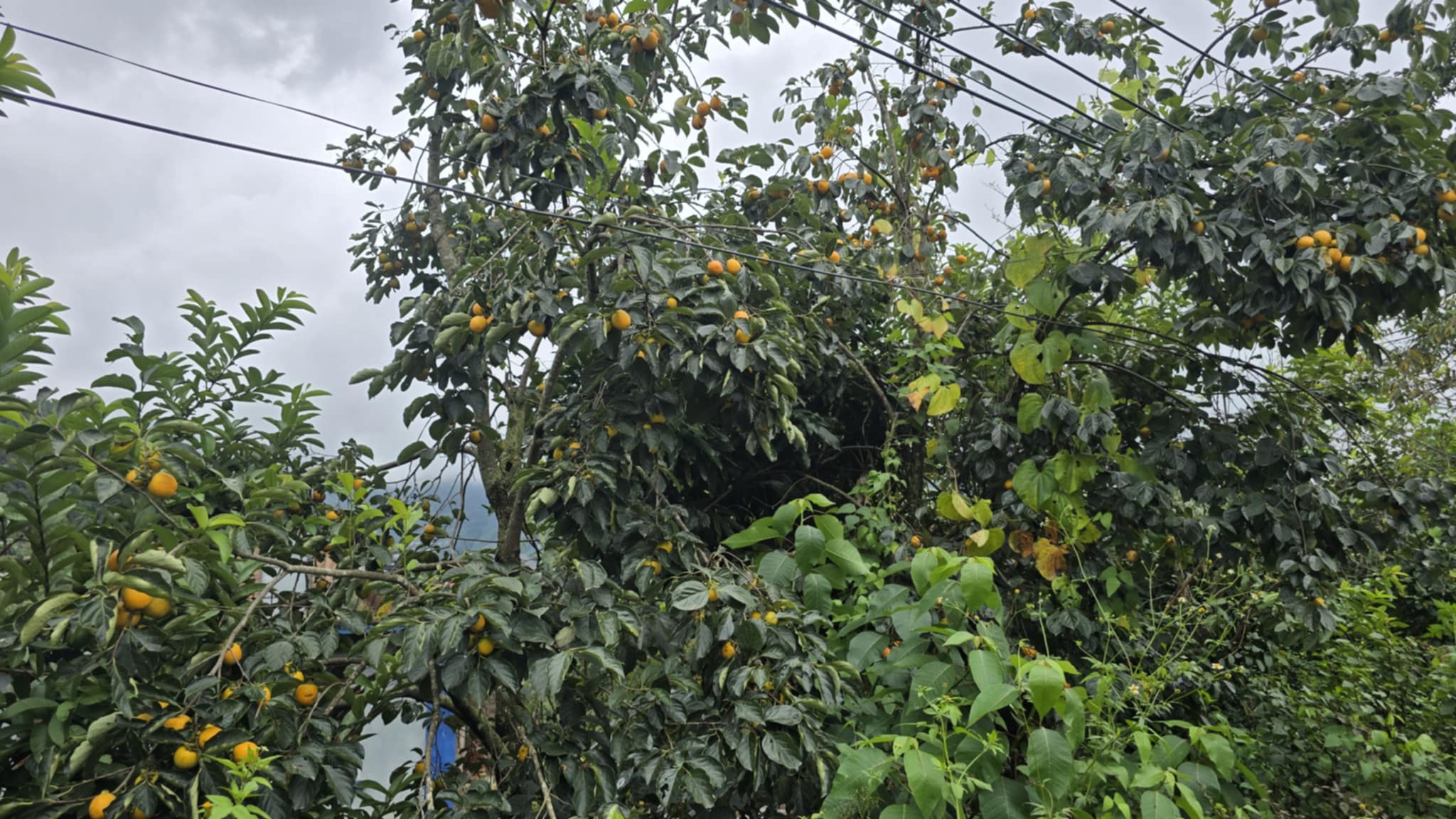 आहा कस्तो राम्रो हलुवावेद फलेको, कहाँको होला यो ? (तस्वीरहरुमा)
