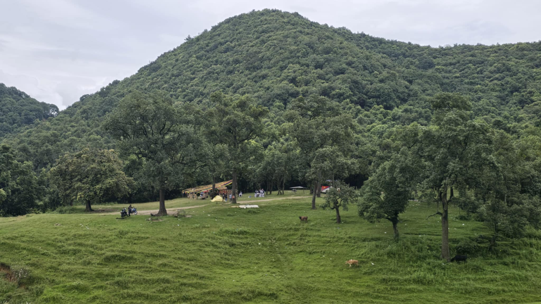 आहा कस्तो राम्रो हलुवावेद फलेको, कहाँको होला यो ? (तस्वीरहरुमा)