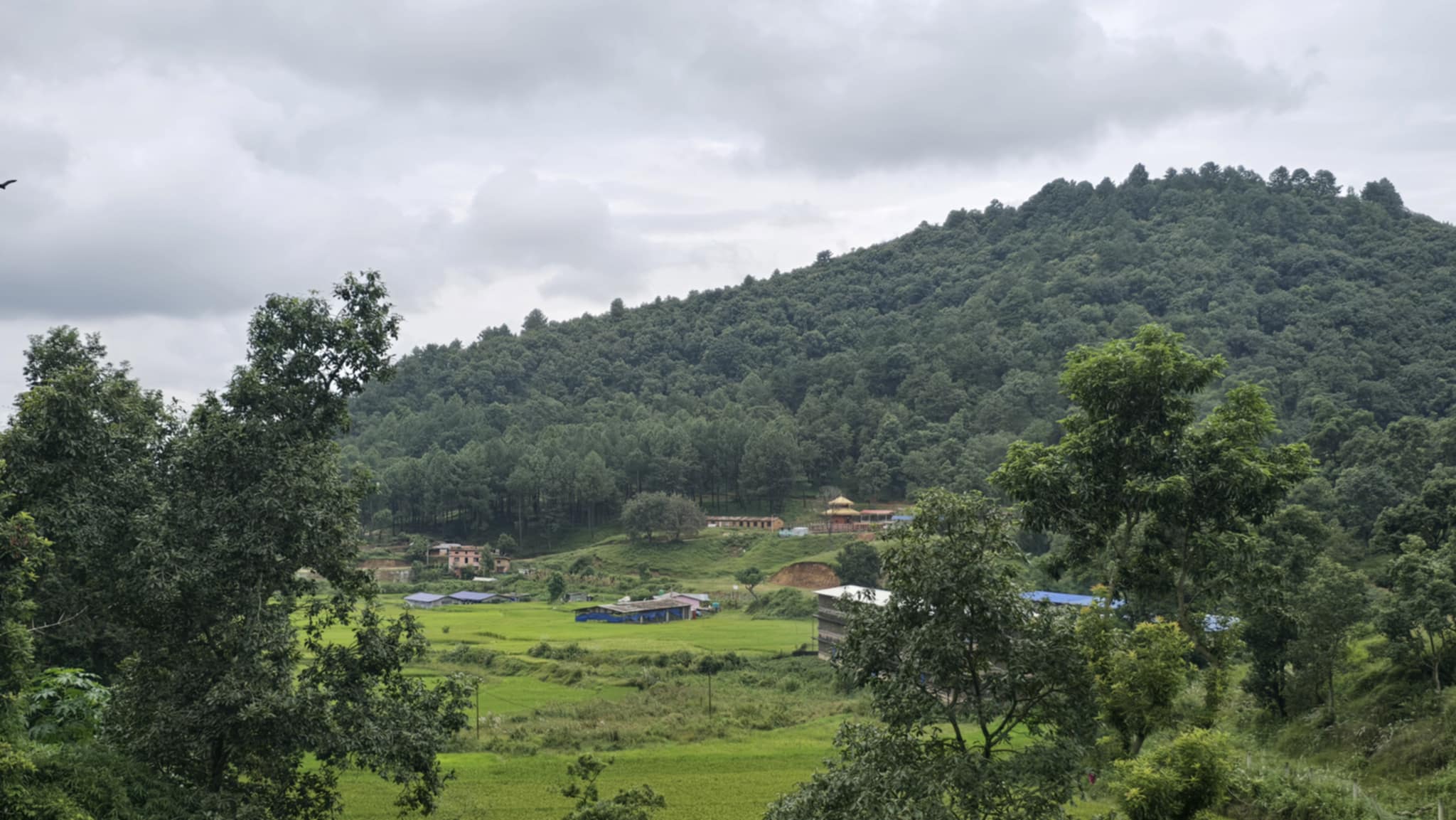 आहा कस्तो राम्रो हलुवावेद फलेको, कहाँको होला यो ? (तस्वीरहरुमा)