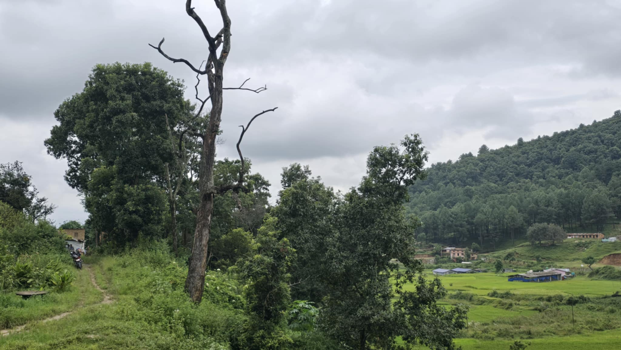 आहा कस्तो राम्रो हलुवावेद फलेको, कहाँको होला यो ? (तस्वीरहरुमा)