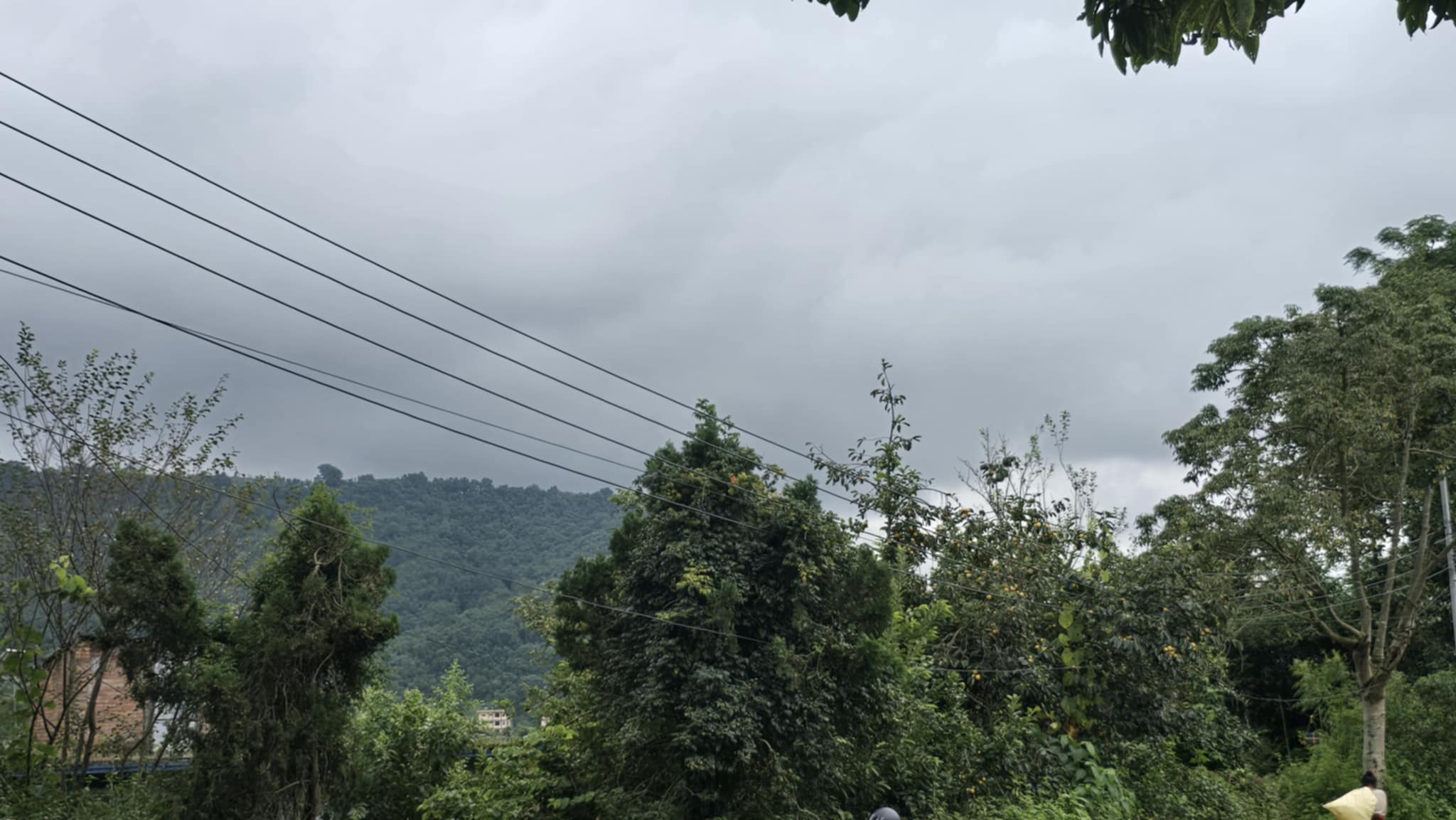 आहा कस्तो राम्रो हलुवावेद फलेको, कहाँको होला यो ? (तस्वीरहरुमा)