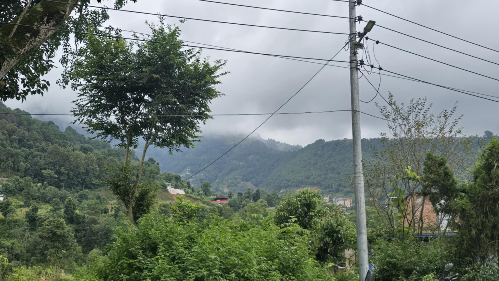 आहा कस्तो राम्रो हलुवावेद फलेको, कहाँको होला यो ? (तस्वीरहरुमा)