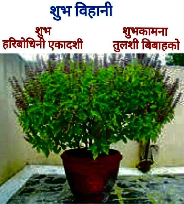 सन्दर्भ : हरिवोधनी एकादशी