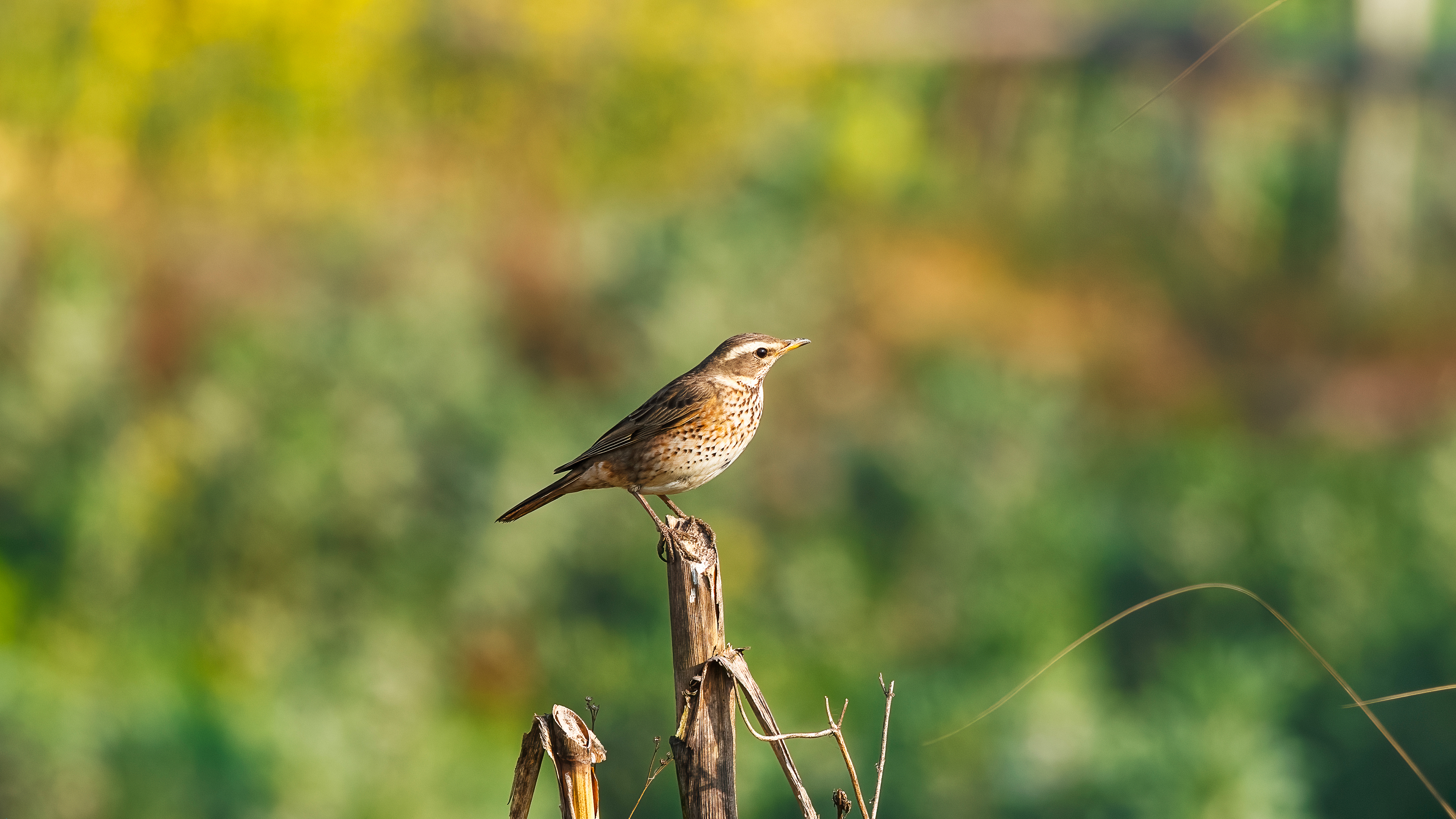 मनोहरा खोलामा दुर्लभ आगन्तुक चरा : गेरुमुहार चाँचरको काठमाडौं उपत्यकाको पहिलो अभिलेख