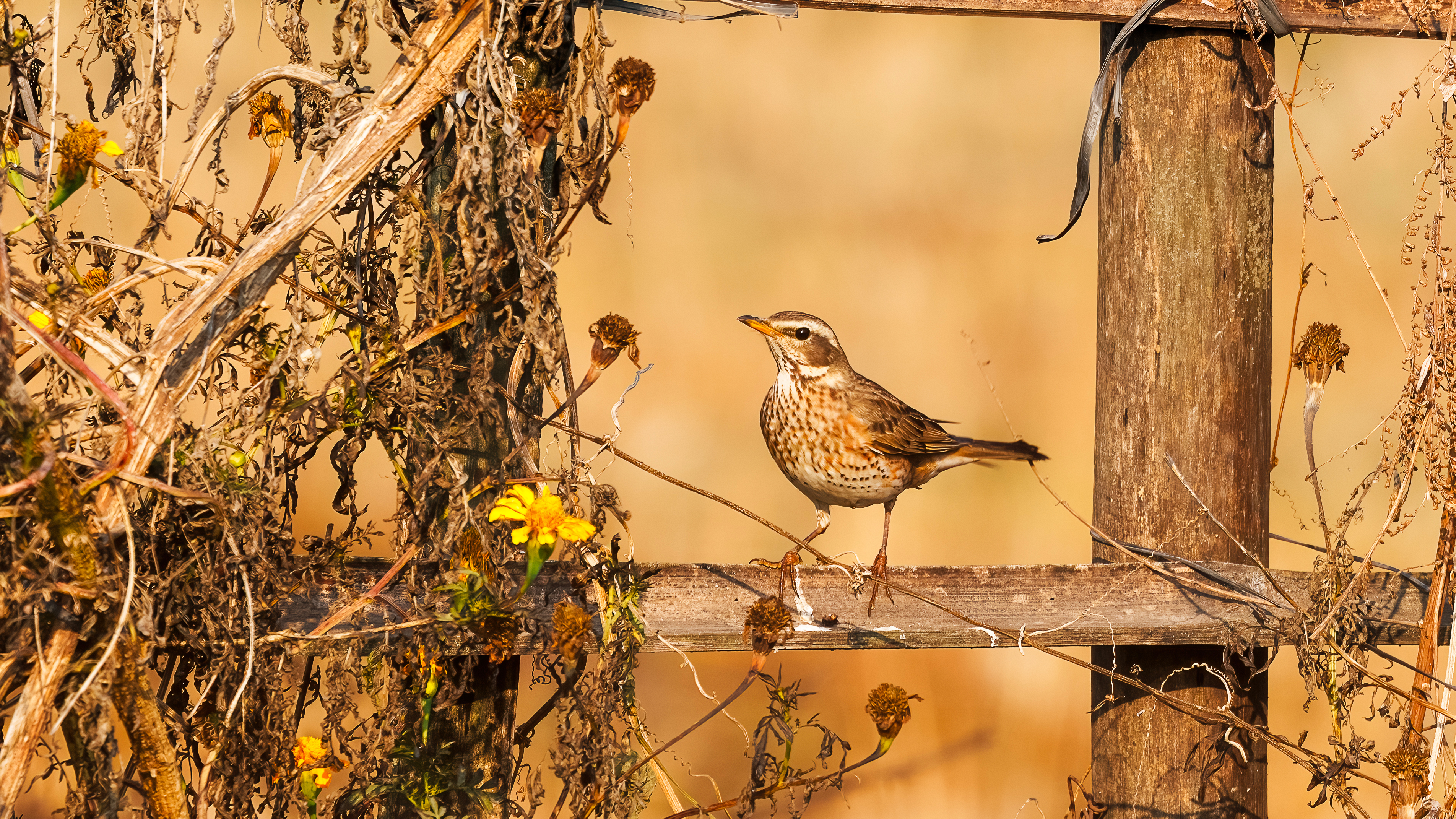 मनोहरा खोलामा दुर्लभ आगन्तुक चरा : गेरुमुहार चाँचरको काठमाडौं उपत्यकाको पहिलो अभिलेख