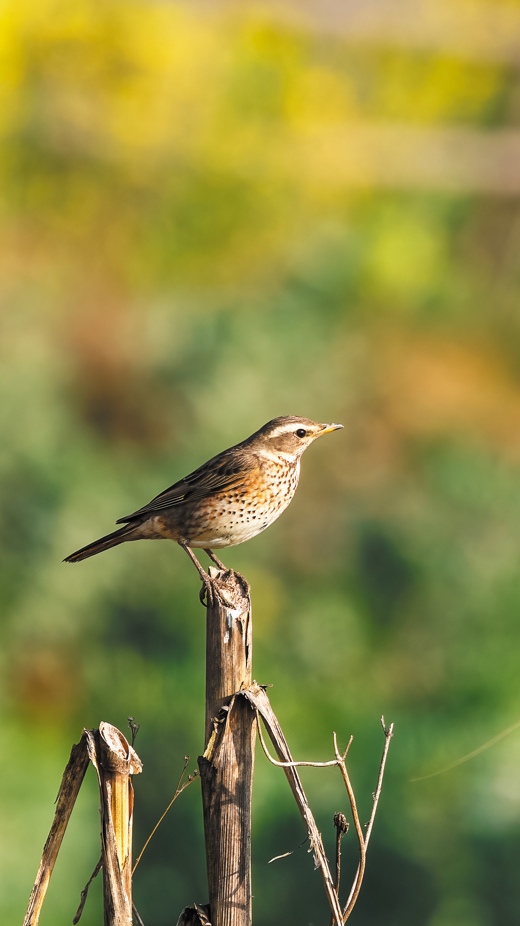 मनोहरा खोलामा दुर्लभ आगन्तुक चरा : गेरुमुहार चाँचरको काठमाडौं उपत्यकाको पहिलो अभिलेख