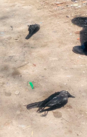 भक्तपुरमा बर्ड फ्लु भित्रिएको हो ?