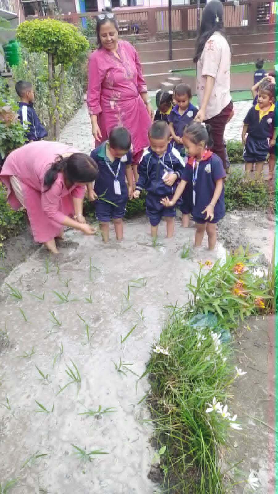 विनायकमा धान रोपाई