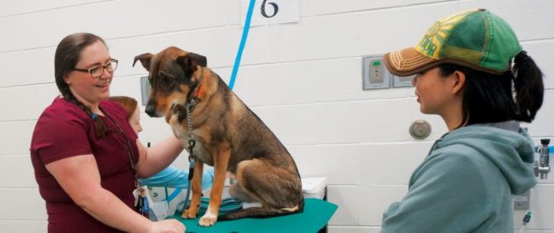 कुकुर र मालिक बीचको सम्बन्ध