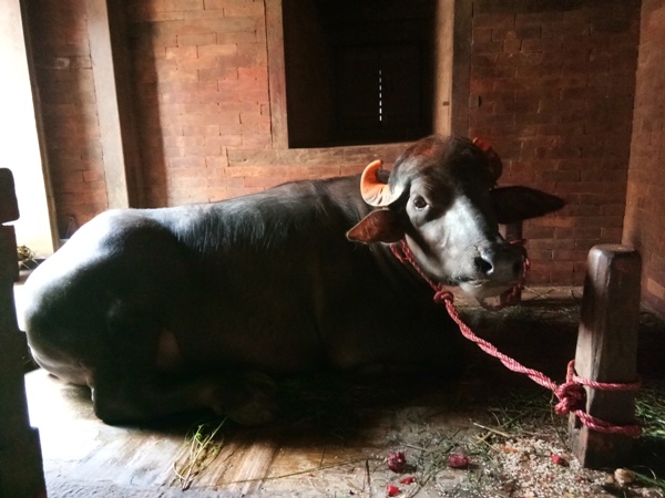 आज २ः३० बजे खम्ये दौडाउने