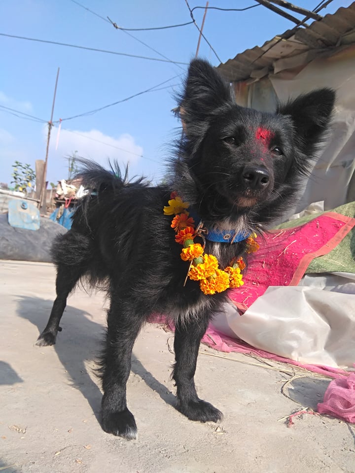 काग तिहार र कुकुर तिहार मनाउदैं