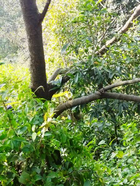 के हो यो ? 