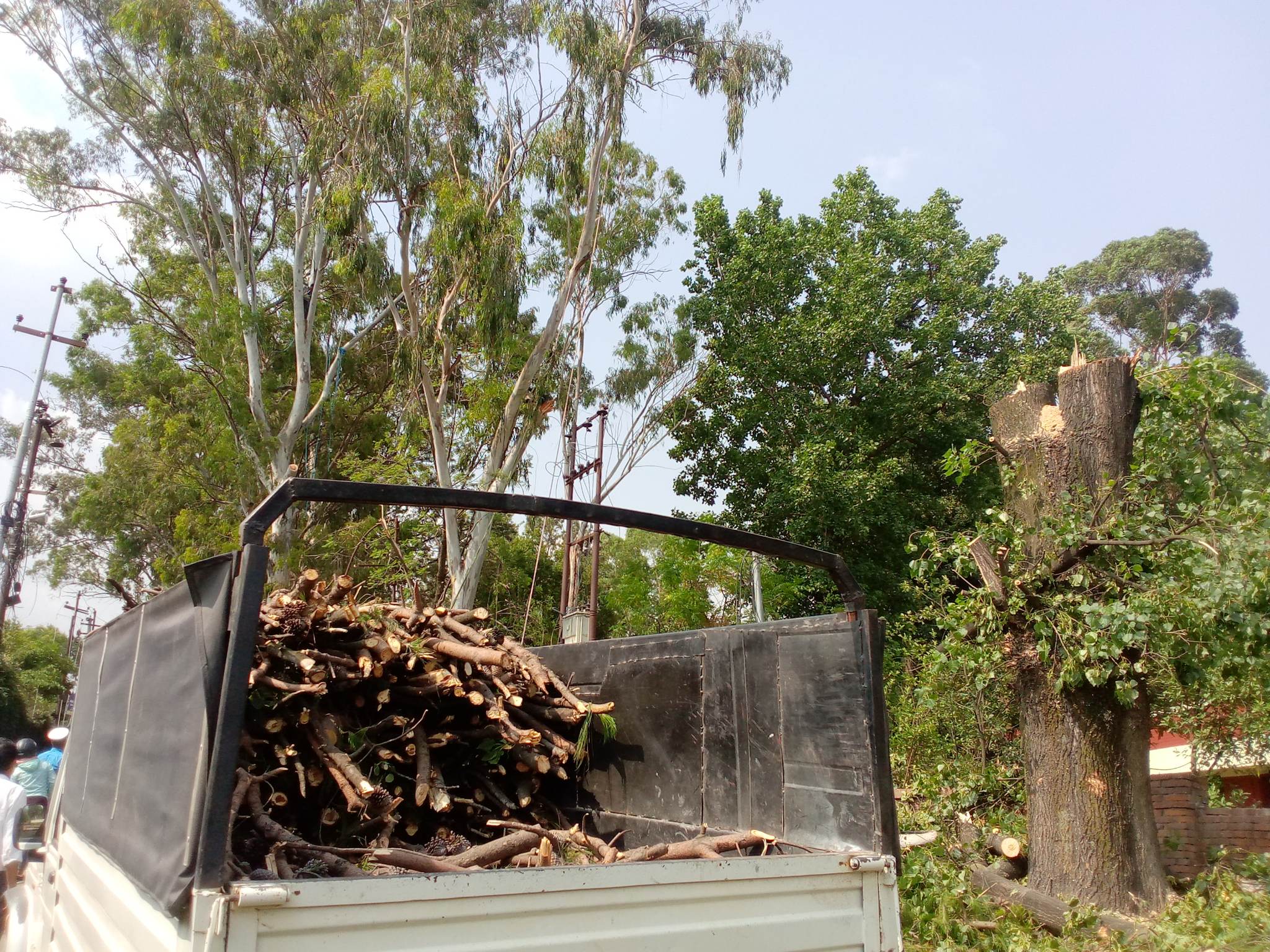 सानोठिमीका सडकछेउका रुखहरुको कटान सुरु (फोटो फिचरसहित)