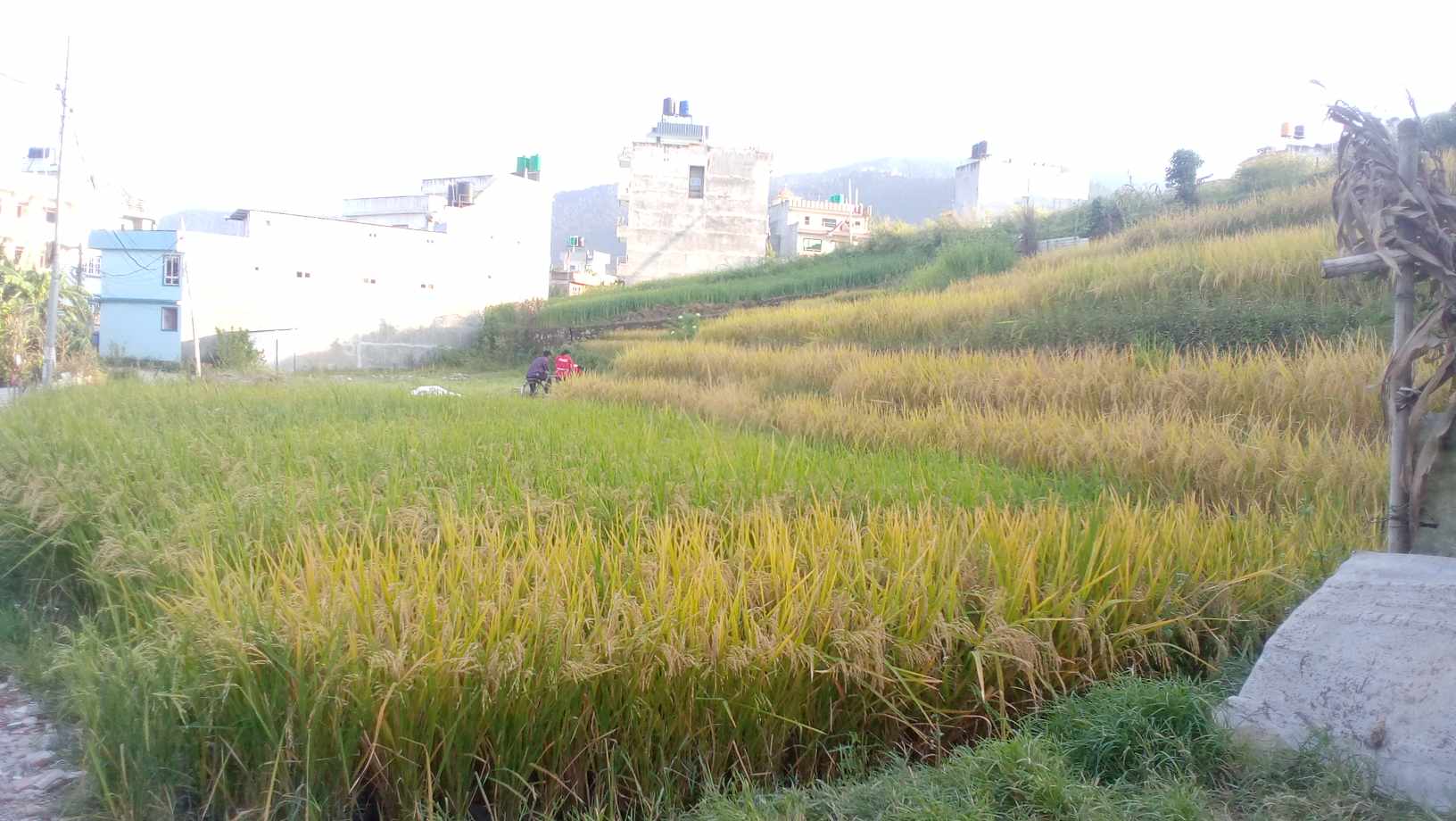 अव यता पो जाने कि ?