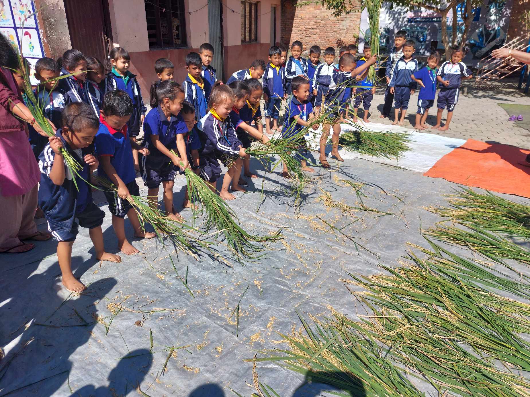 विनायकका विद्यार्थीहरु धान काटन जुटे