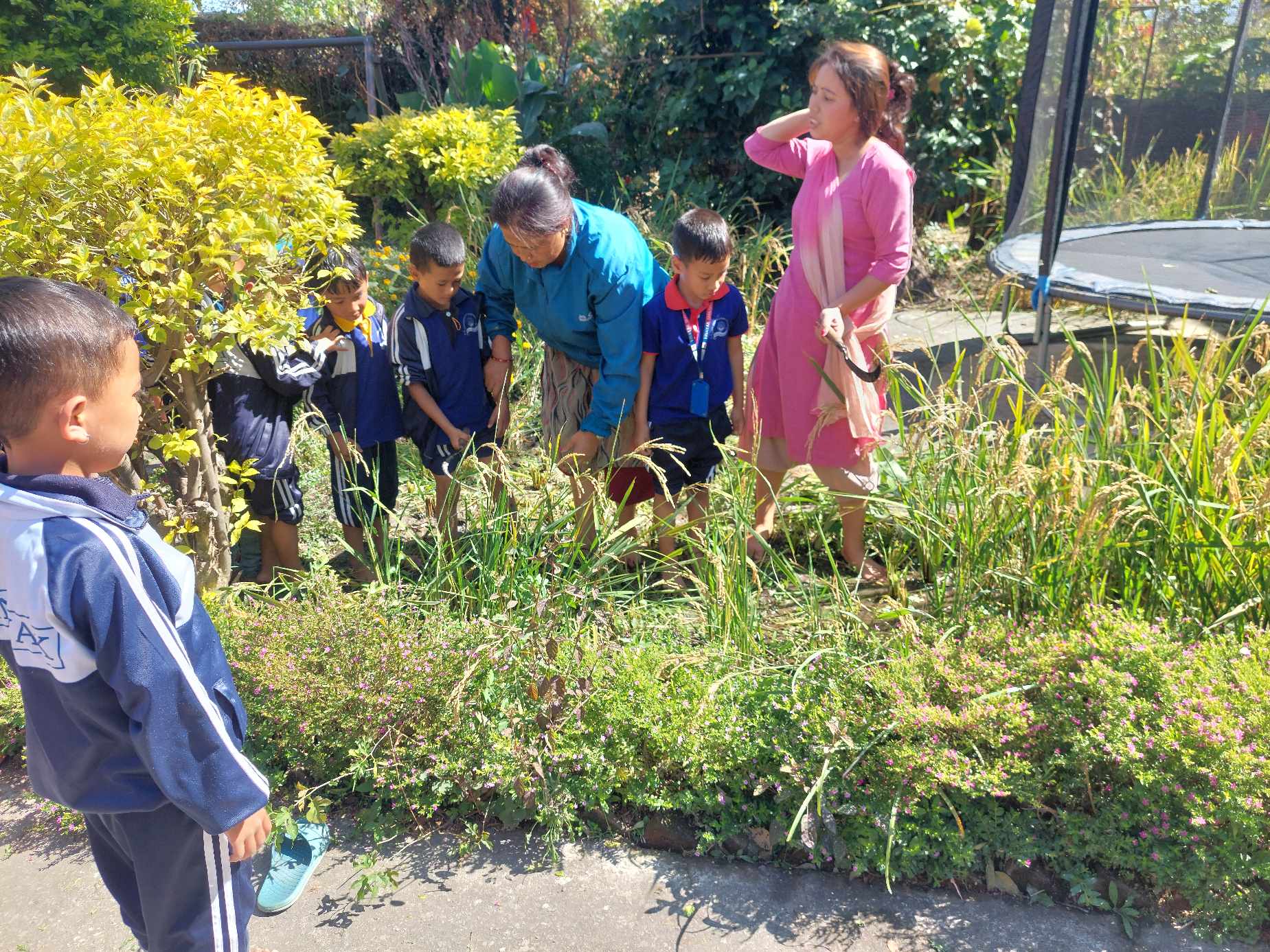 विनायकका विद्यार्थीहरु धान काटन जुटे