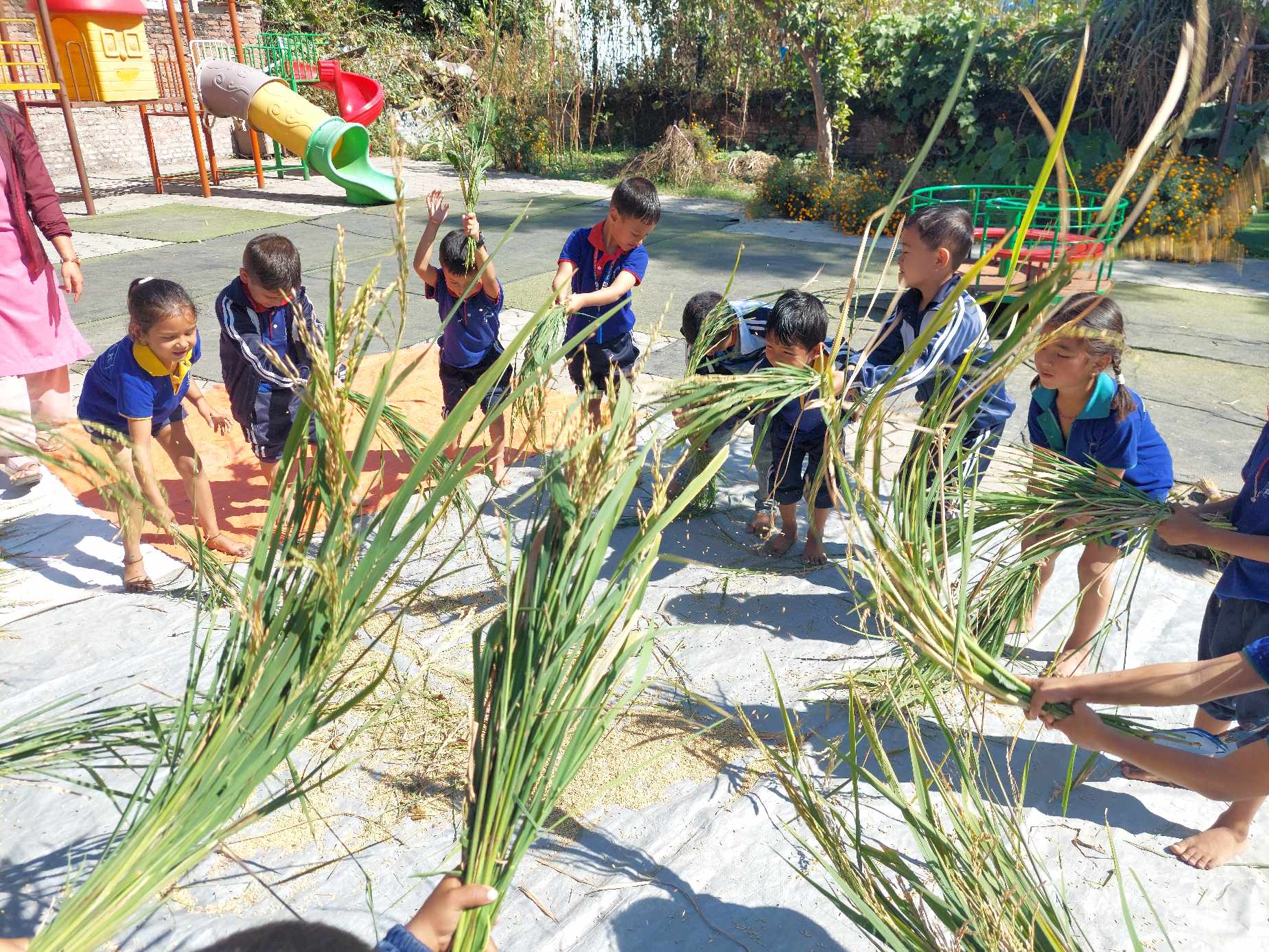 विनायकका विद्यार्थीहरु धान काटन जुटे