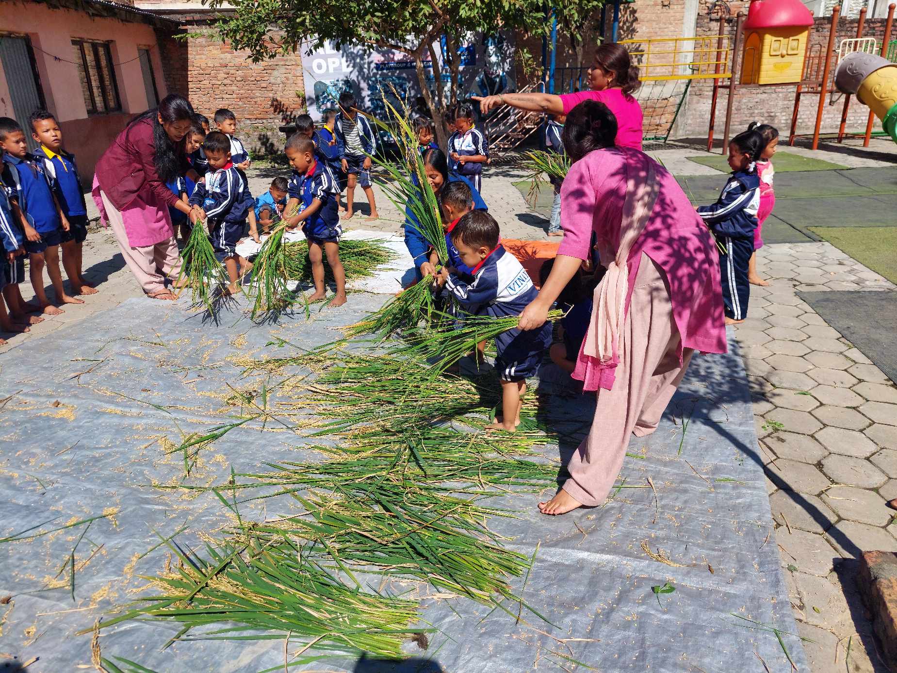 विनायकका विद्यार्थीहरु धान काटन जुटे