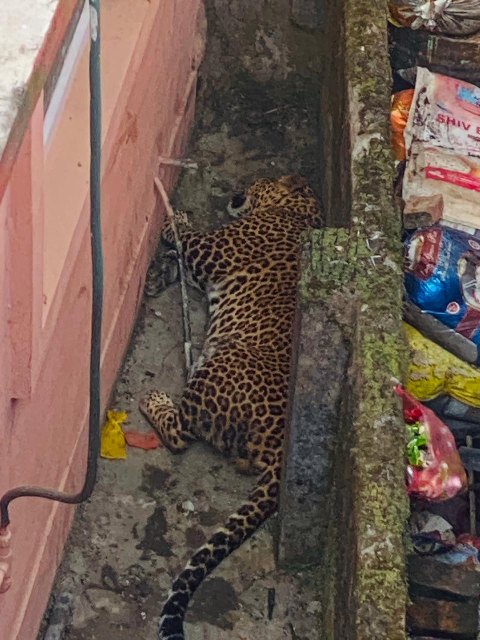 यसरी नियन्त्रणमा लिइएको थियो लोकन्थलीमा चितुवालाई (फोटाहरु छन् । )
