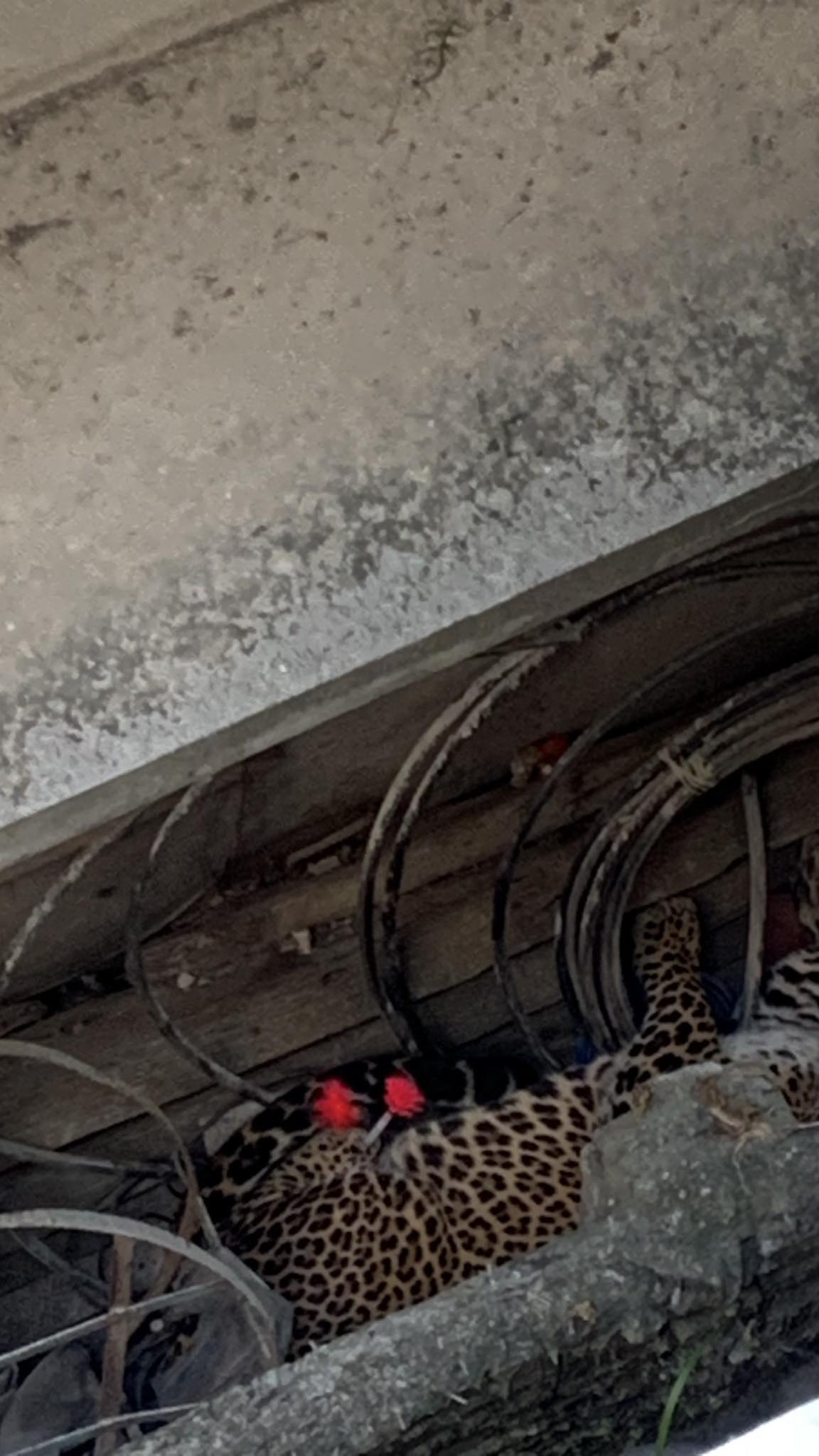 यसरी नियन्त्रणमा लिइएको थियो लोकन्थलीमा चितुवालाई (फोटाहरु छन् । )