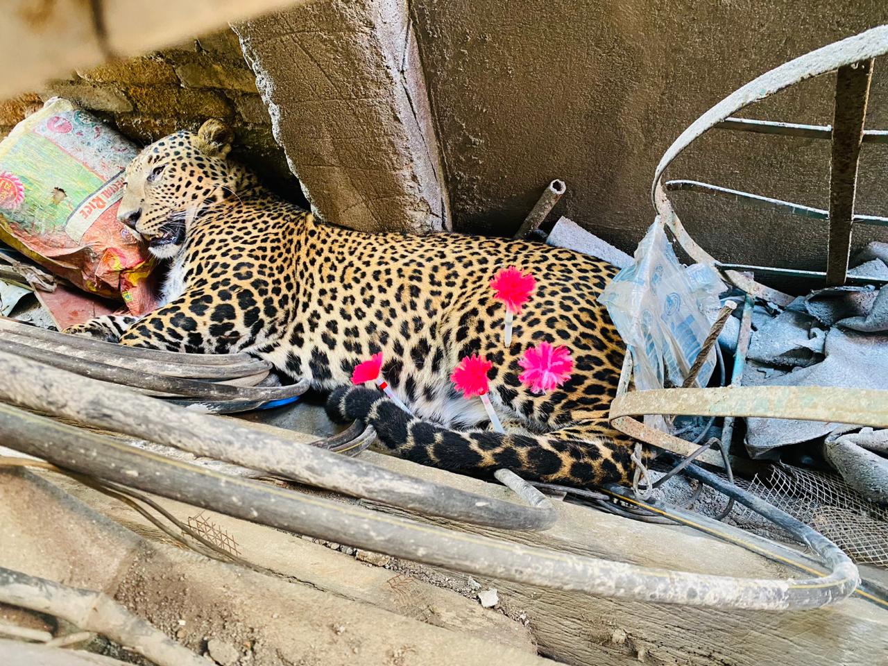 यसरी नियन्त्रणमा लिइएको थियो लोकन्थलीमा चितुवालाई (फोटाहरु छन् । )