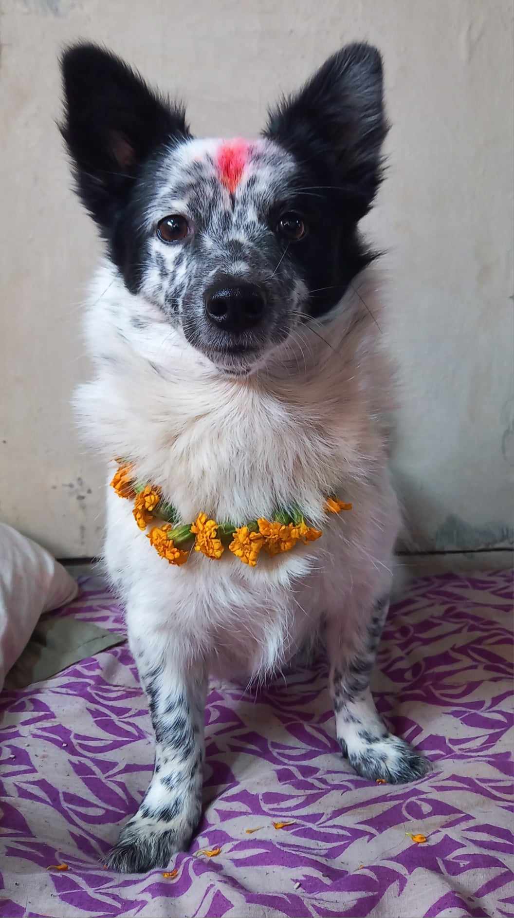 तिहार विशेष ः किन गरिन्छ कुकुरको पूजा ?