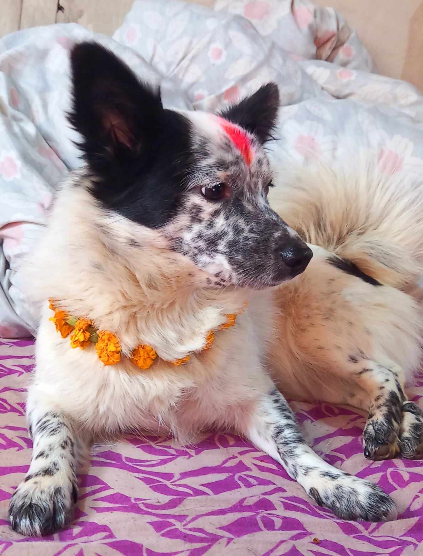 तिहार विशेष ः किन गरिन्छ कुकुरको पूजा ?