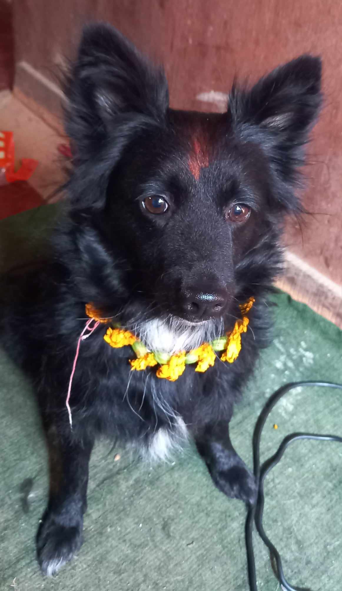 तिहार विशेष ः किन गरिन्छ कुकुरको पूजा ?