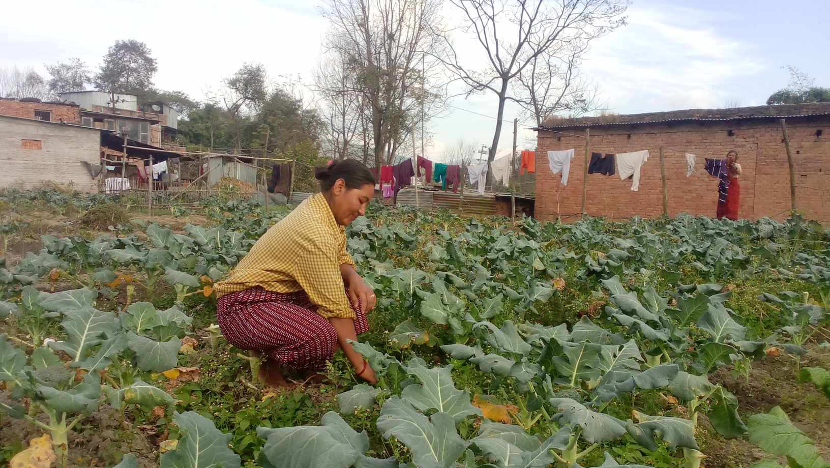 भक्तपुरका परिश्रमी किसानको दुःख कहिले कसले बुझ्ने ?