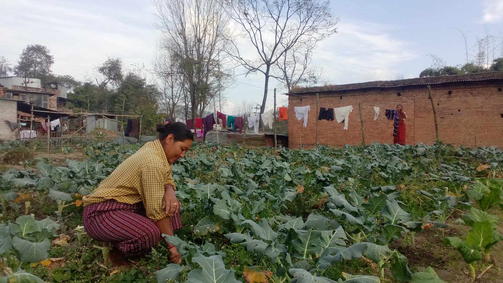 भक्तपुरका परिश्रमी किसानको दुःख कहिले कसले बुझ्ने ?