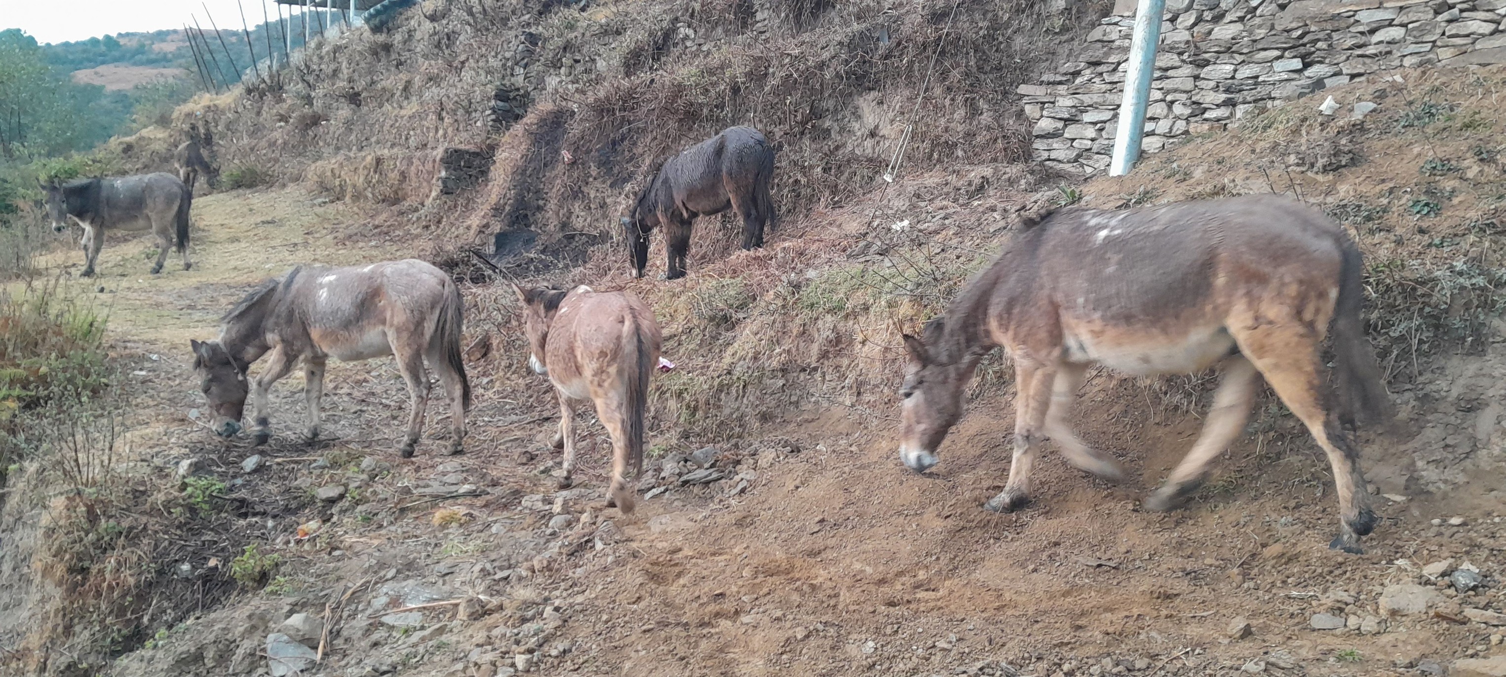 कापुचे लेक (हिमताल/नदी) काे यात्रा (तस्वीरहरु छन् ।)