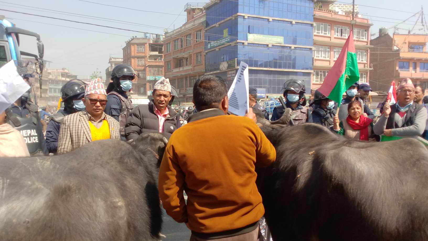 जव भक्तपुरका सडकमा भैँंसी भेटिए .....(तस्वीरहरुसहित) 