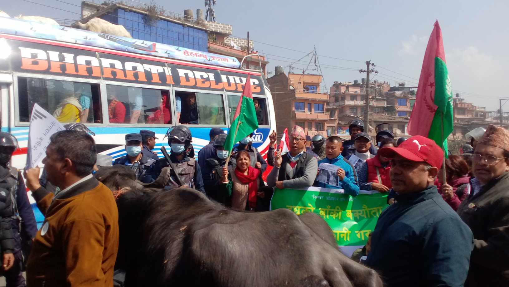 जव भक्तपुरका सडकमा भैँंसी भेटिए .....(तस्वीरहरुसहित) 