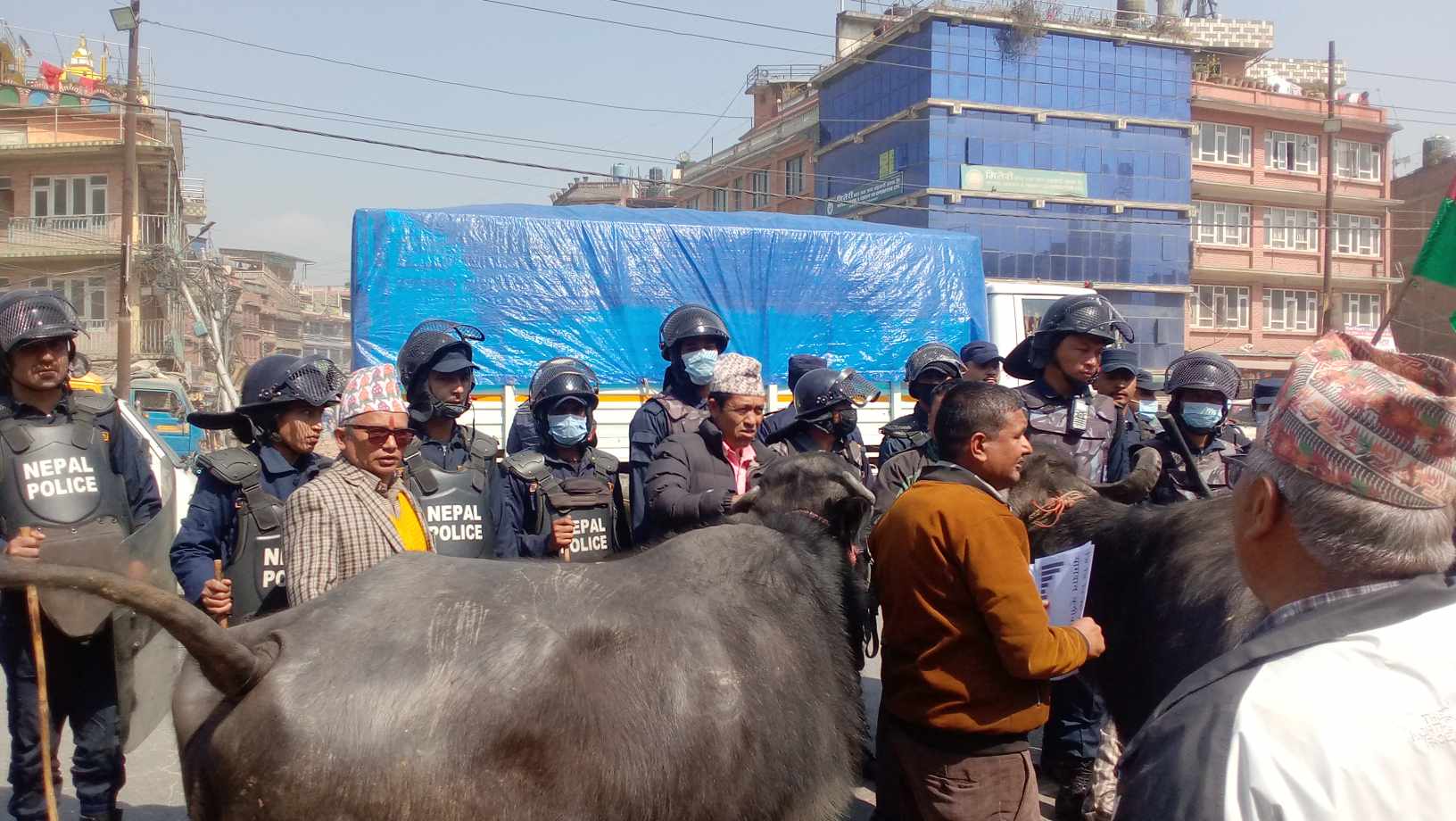 जव भक्तपुरका सडकमा भैँंसी भेटिए .....(तस्वीरहरुसहित) 
