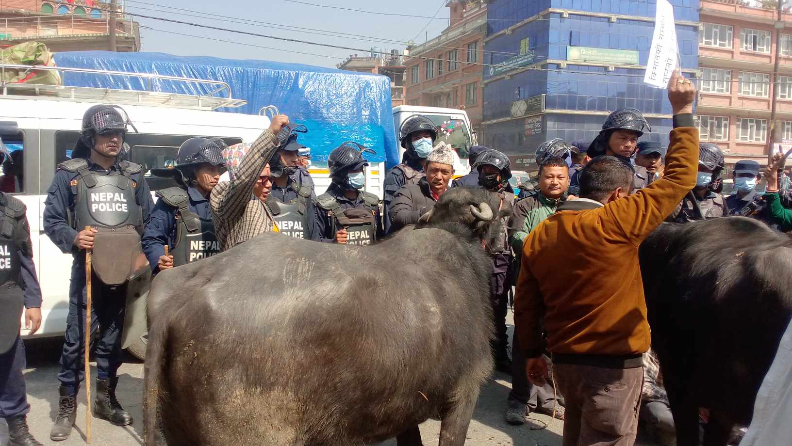 जव भक्तपुरका सडकमा भैँंसी भेटिए .....(तस्वीरहरुसहित) 