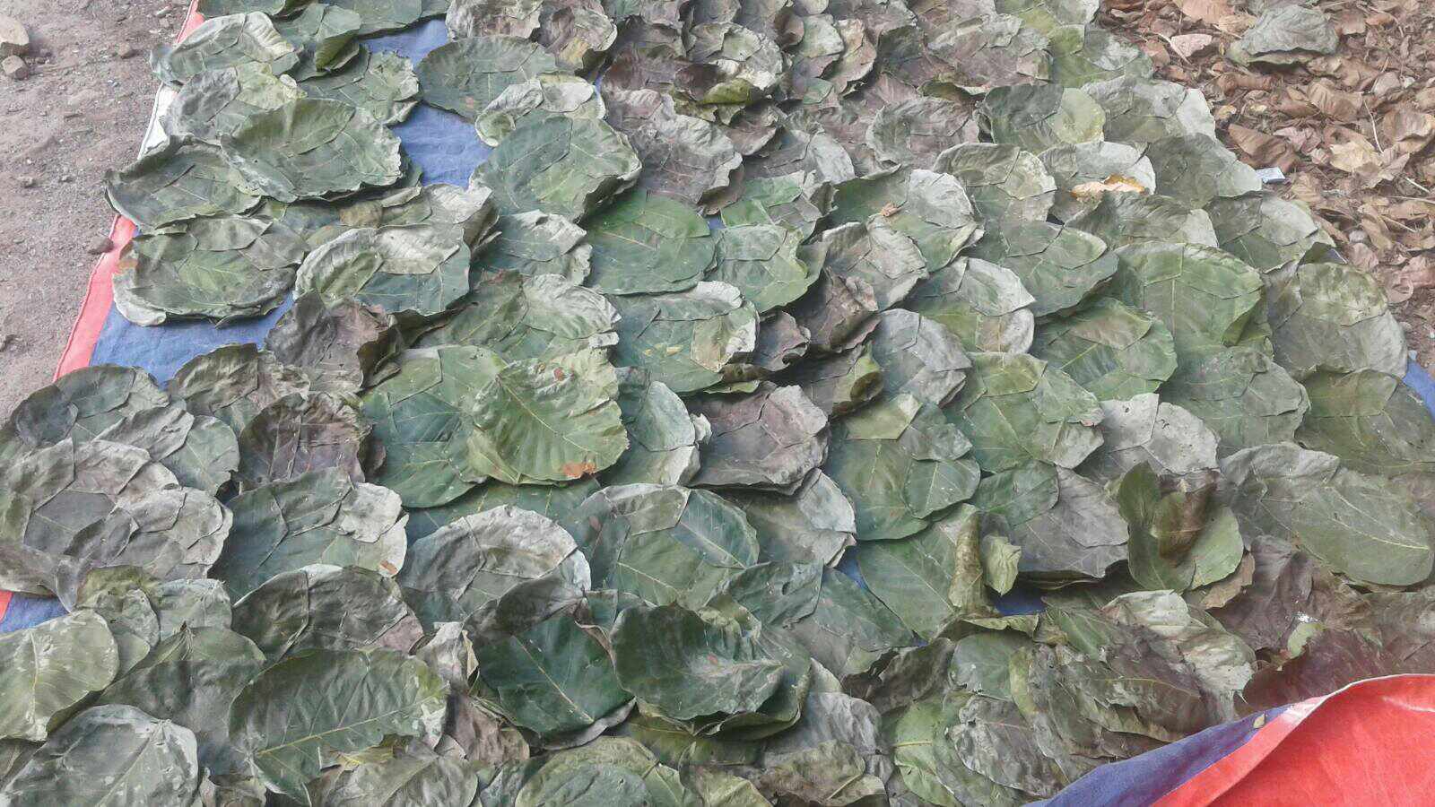 दुना टपरी उद्यममा मस्त शारदाप्रसाद चालिसे