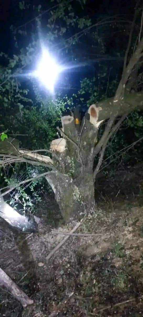 जसले तीन करोडमा बिक्री गर्न बैना गरिएको बोधिचित्तको रुख काटे 