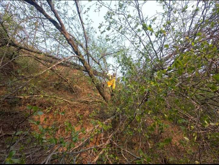 जसले तीन करोडमा बिक्री गर्न बैना गरिएको बोधिचित्तको रुख काटे 