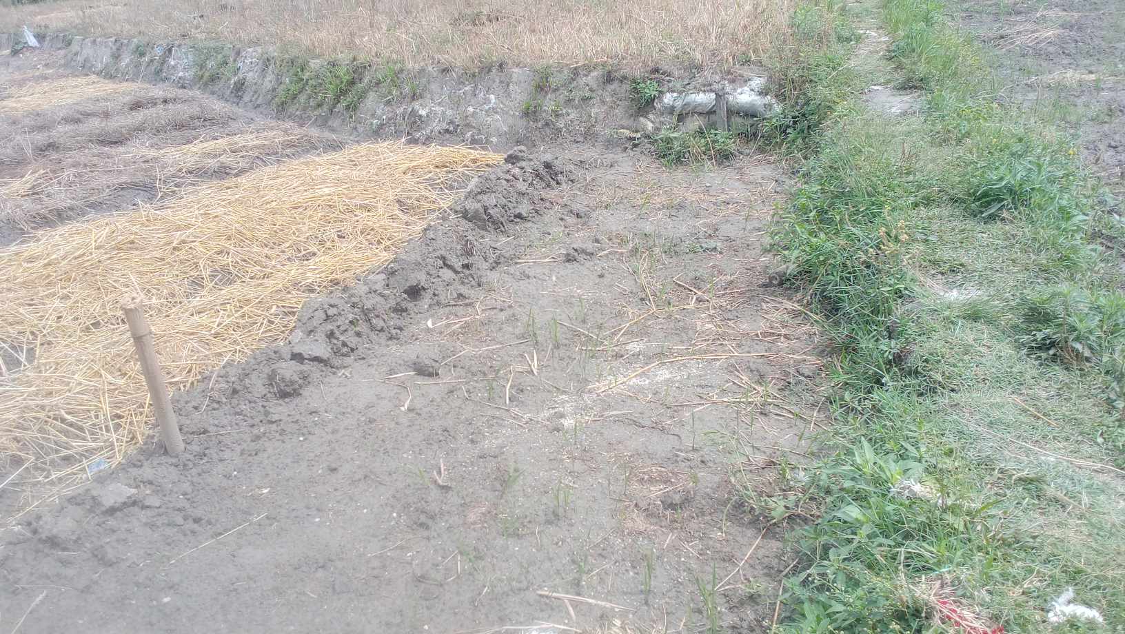 ताथलीमा विवाद ः झण्डै हात हालाहाल