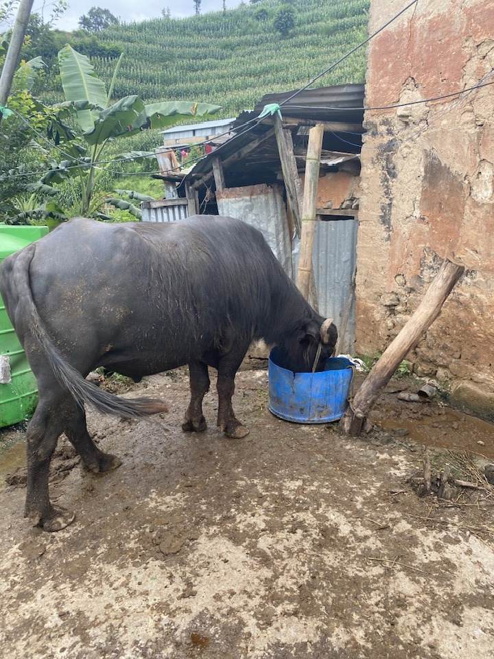 यी छानिए २०८१ सालका लागि खम्ये ः २१ गते मन्दिर भित्राइने 