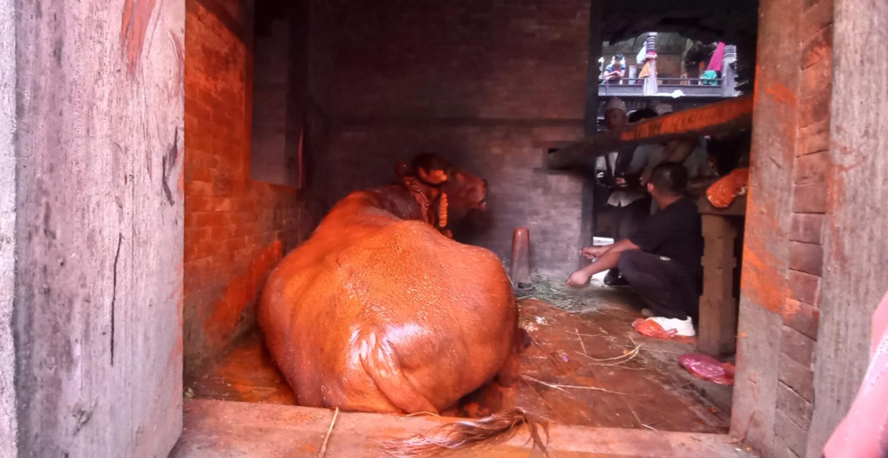 यसरी दौडाइयो खम्ये (तस्वीरहरु)