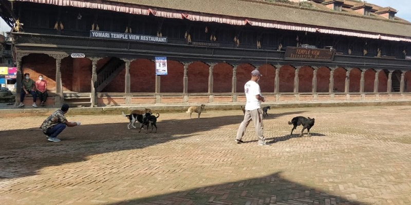 भक्तपुरका भुस्याहा कुकुुरहरुको बध्याकरण सुरु