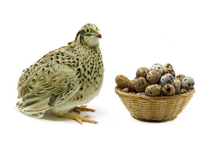 बट्टाईको अन्डा खानुहुन्छ ? यी फाइदाहरु बुझ्नुुहोस्