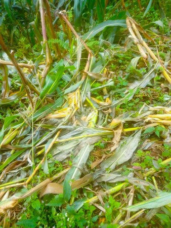 जंगली जनवारले गुण्डुका किसानलाई पारयो मर्का