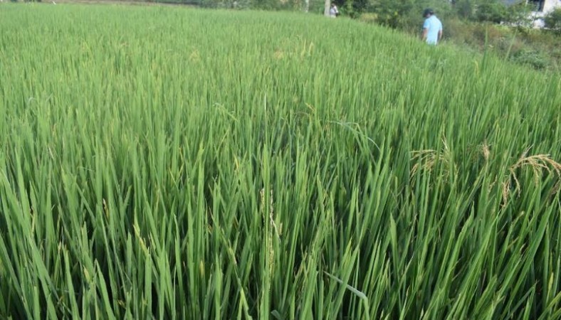 धानमा दाना नलाग्ने बिउ वितरण गर्नेलाई कारवाहीको माग