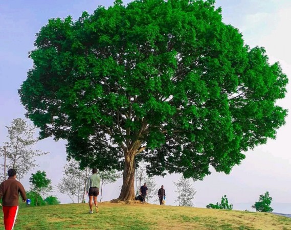 भक्तपुर मालिगाउँको सुन्दरता ः मनै लोभ्याउने भाइरल रुख