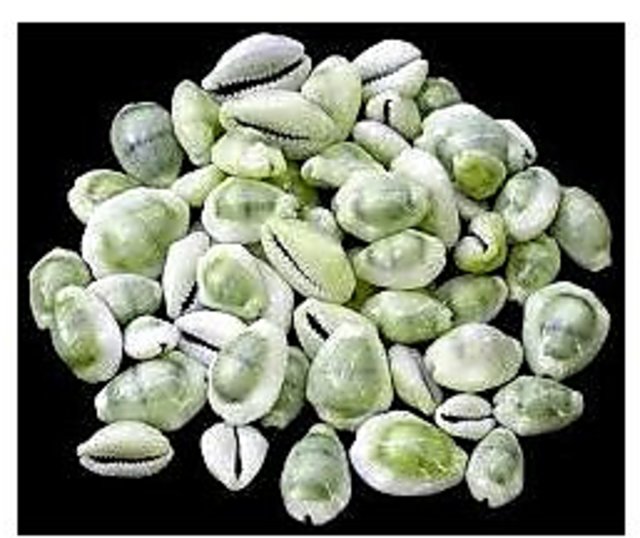 नगरकोटबाट रातको दुई बजे १३ जना जुवाडे पक्राउ 