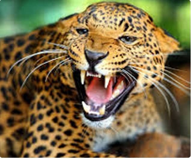 चितुवाको आक्रमणबाट ज्यान गयो