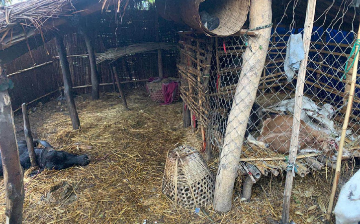 चाँंगुको हलछापबाट मध्यरातमा खसी चोर्न खोज्ने पक्राउ 